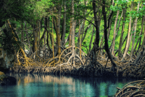 Pengertian Hutan Mangrove
